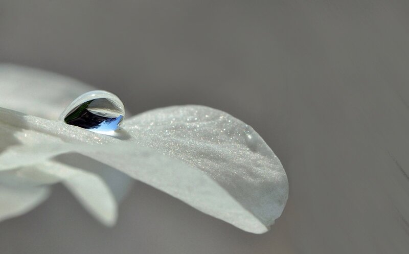 Drop on White Petal