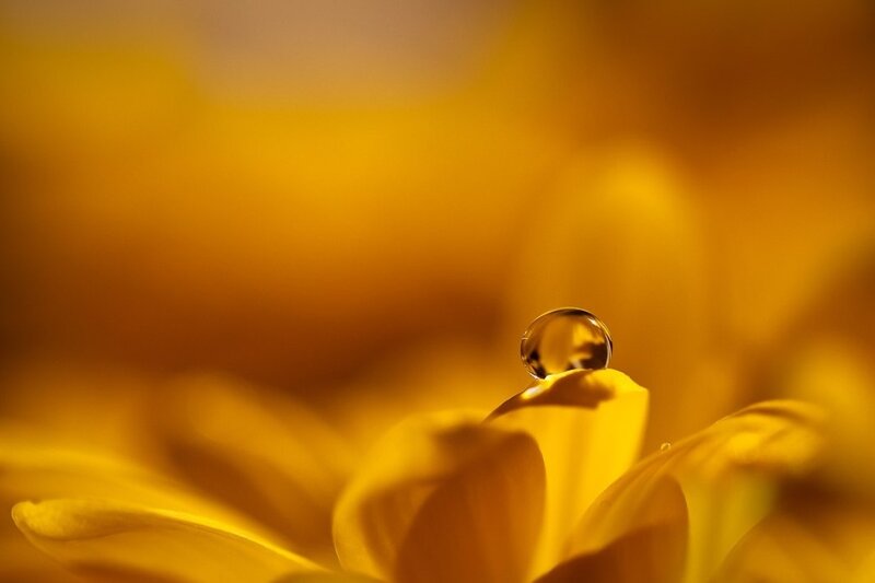 Drop on Yellow Flower
