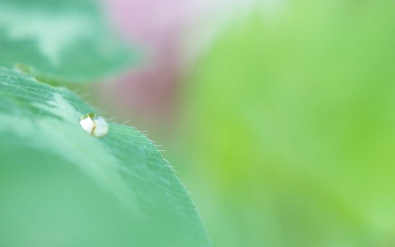 Droplet on Green Leaf