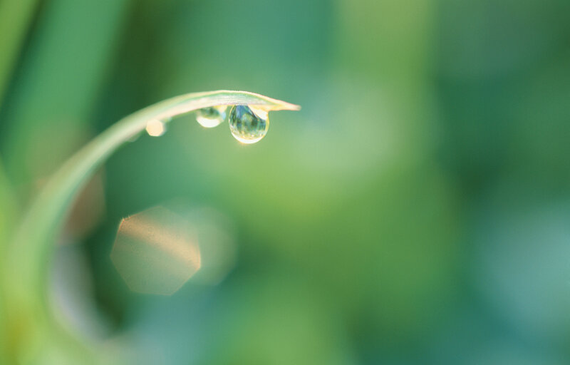 Droplet on Leaf Tip