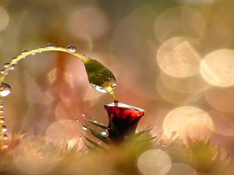 Droplet on Plant Stem