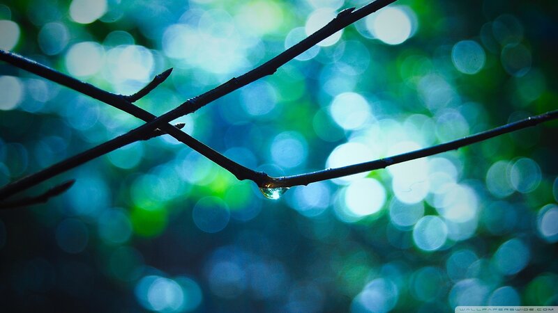 Droplet on Tree Branch