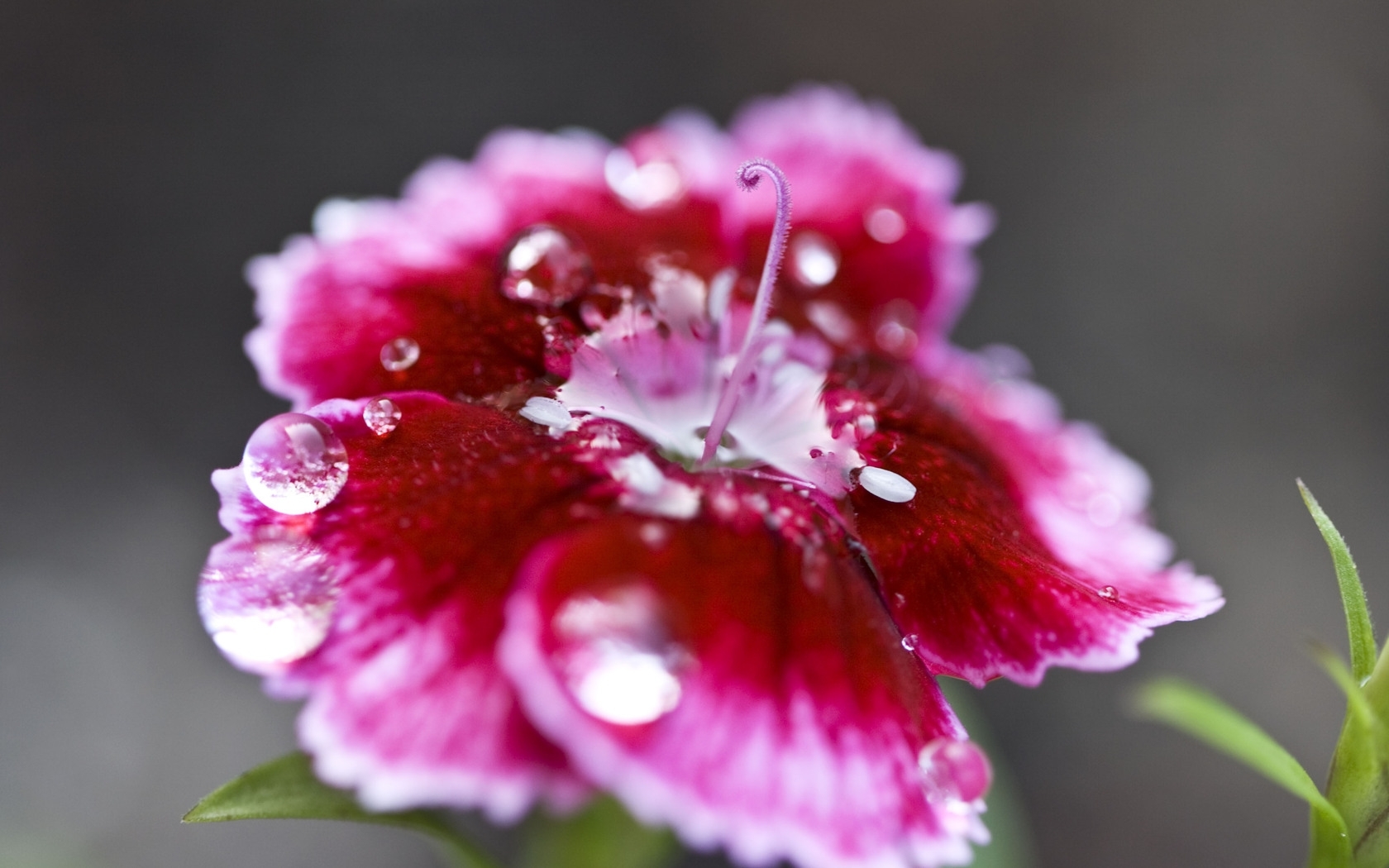 Droplets on a pink flower