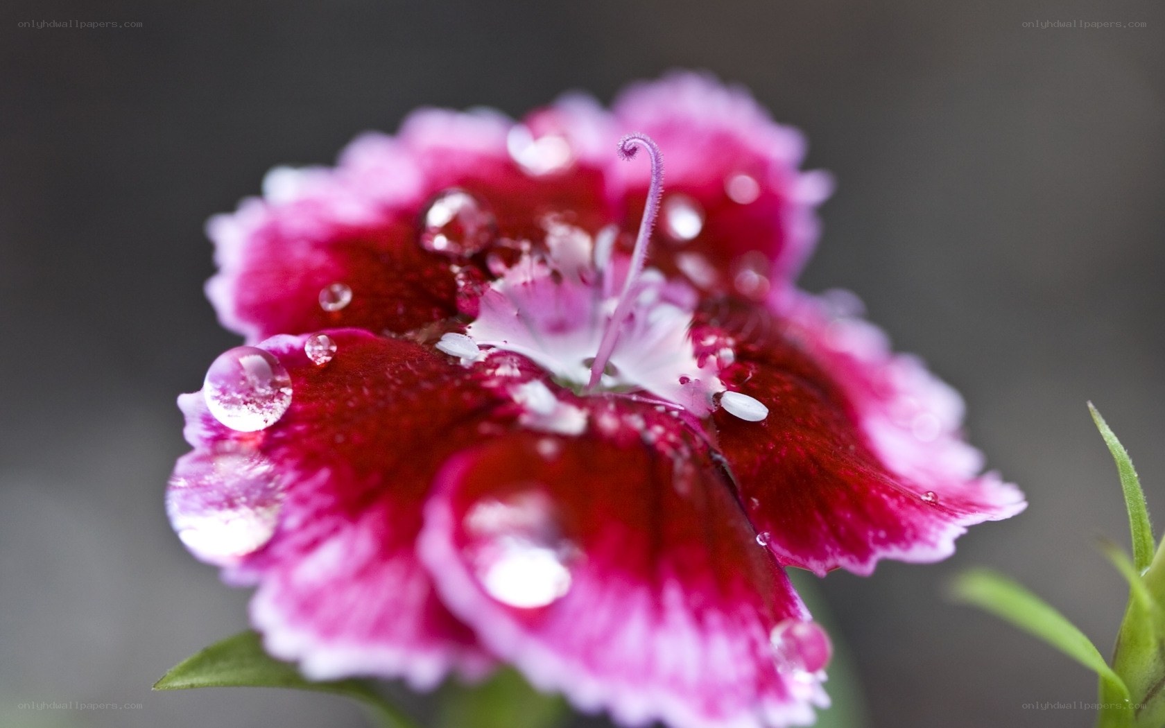 Droplets on a pink flower