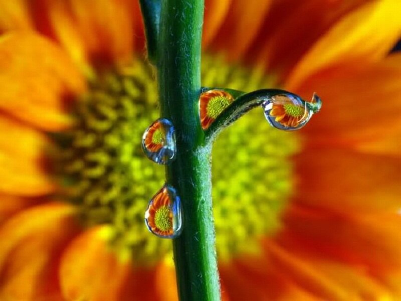 Droplets on Flower Stem