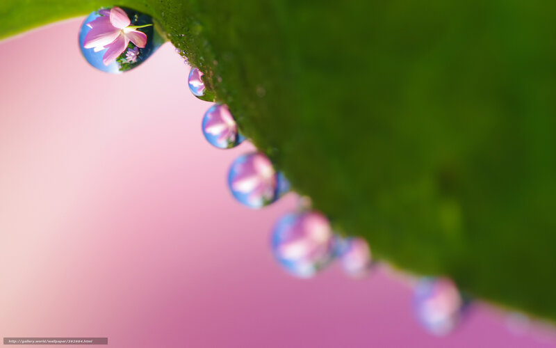 Droplets on Green Leaf