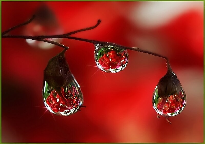 Drops on a Branch