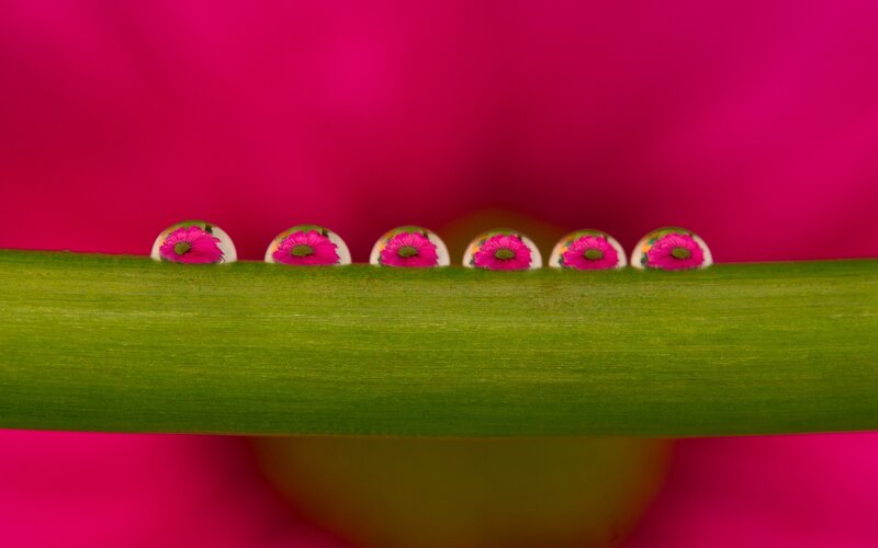 Drops on Green Stem