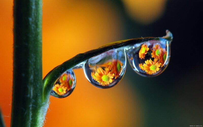 Drops on Plant Stem