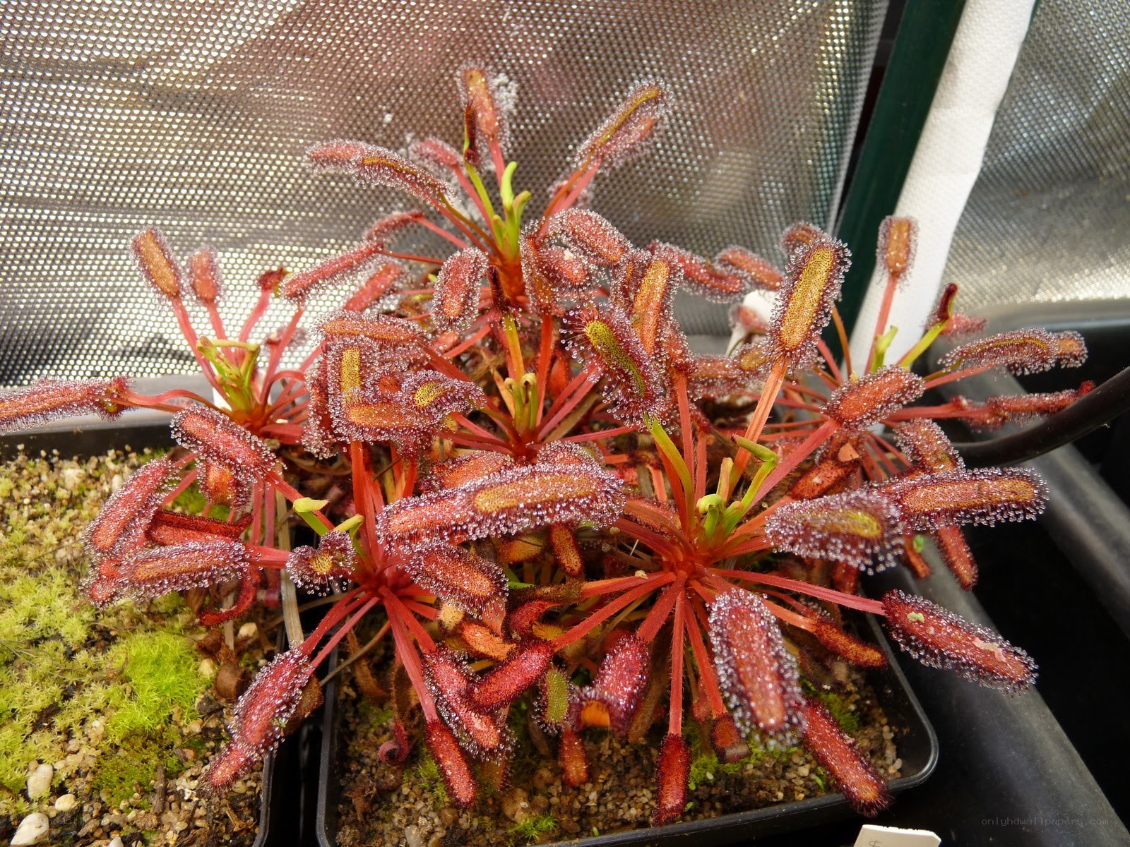 Drosera plant with dew-covered tentacles