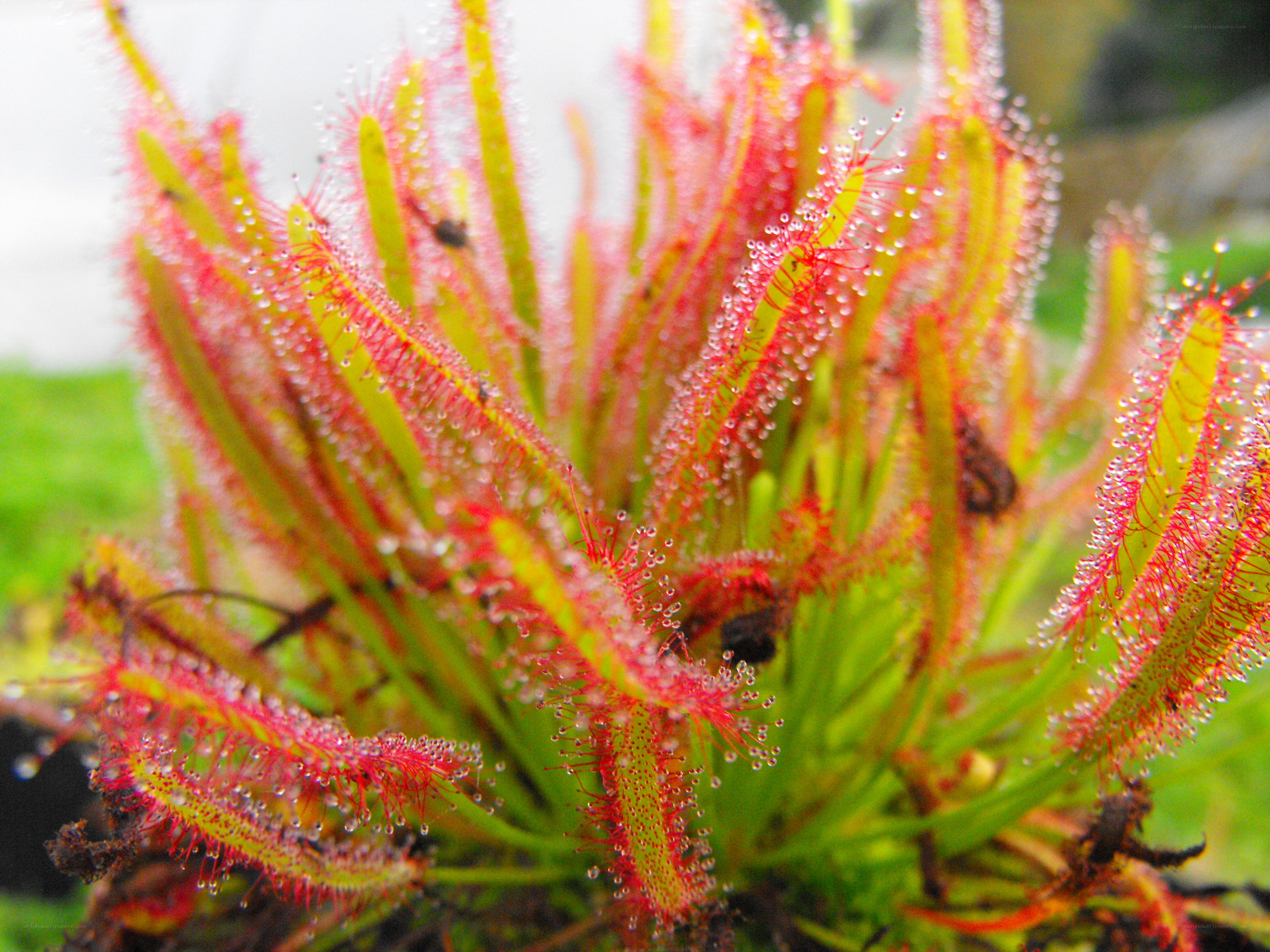 Drosera plant with dew drops