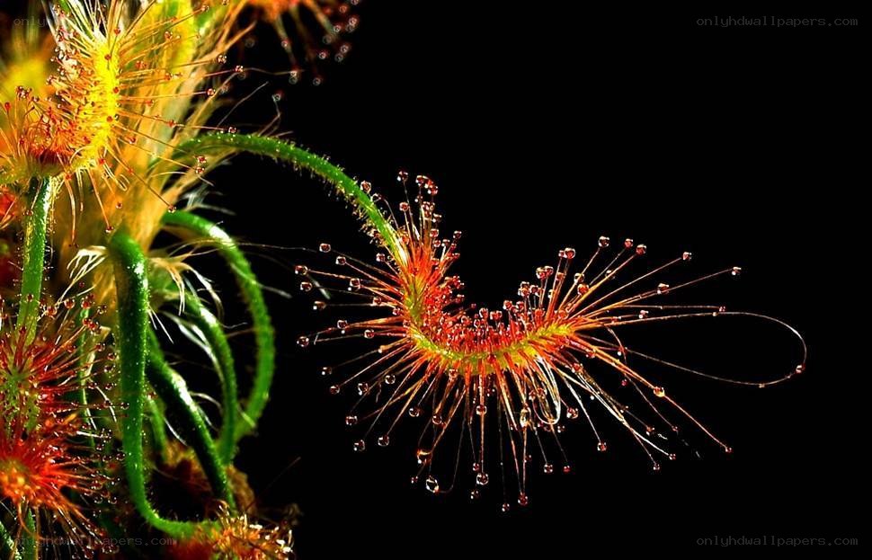 Drosera plant with dew drops