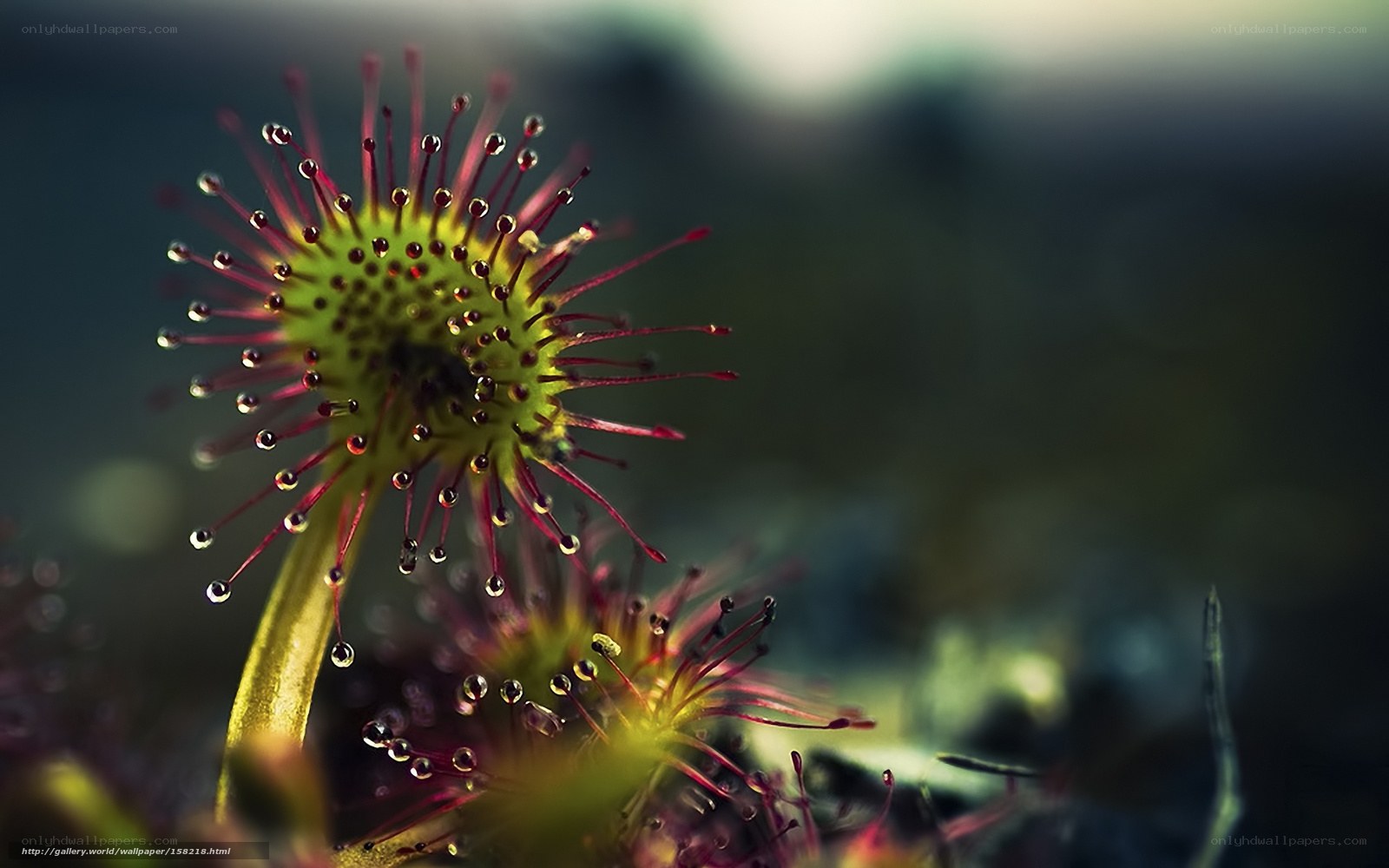 Drosera plant with dew drops