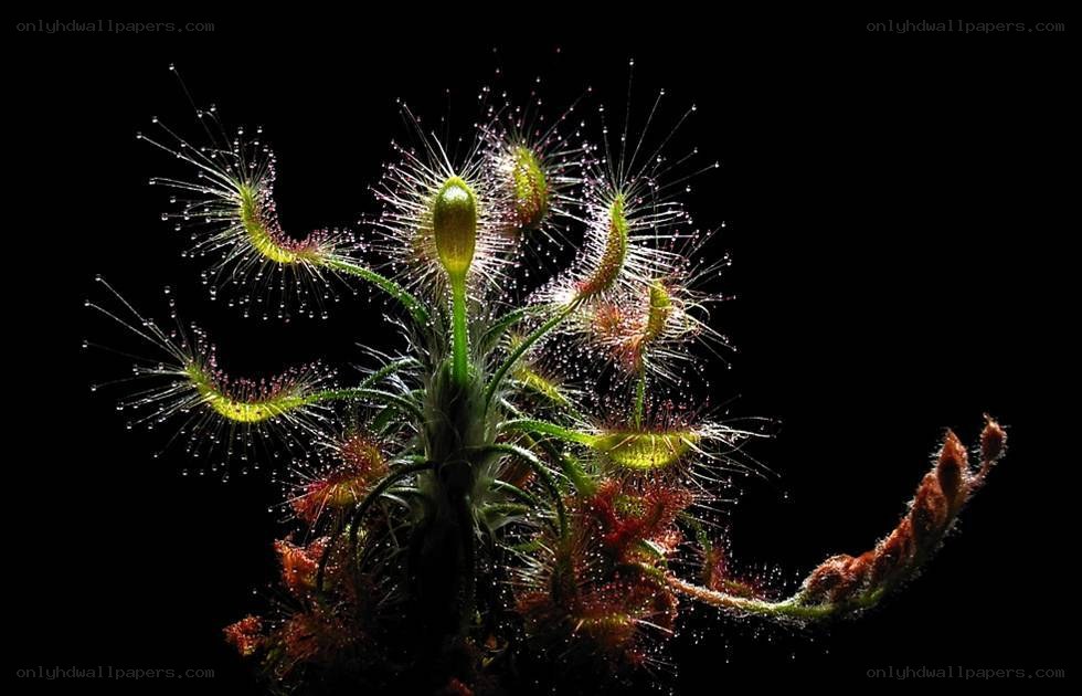 Drosera plant with dewy tentacles