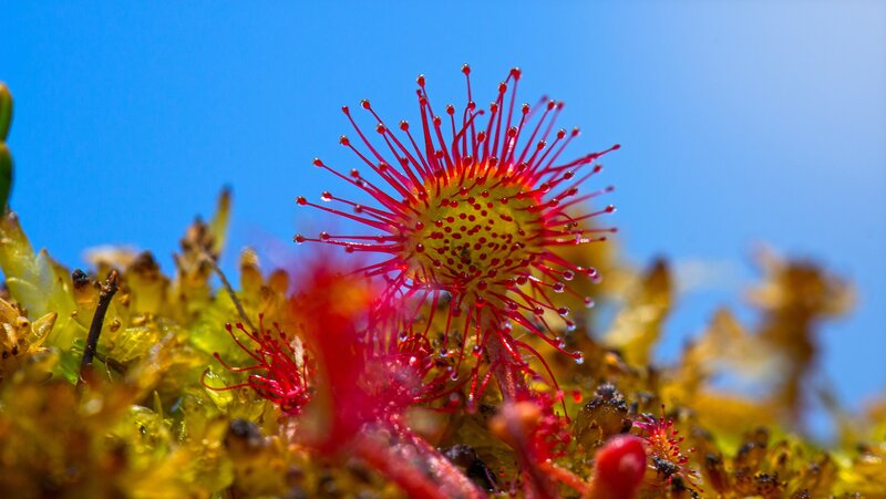 Drosera plant with dewy tentacles