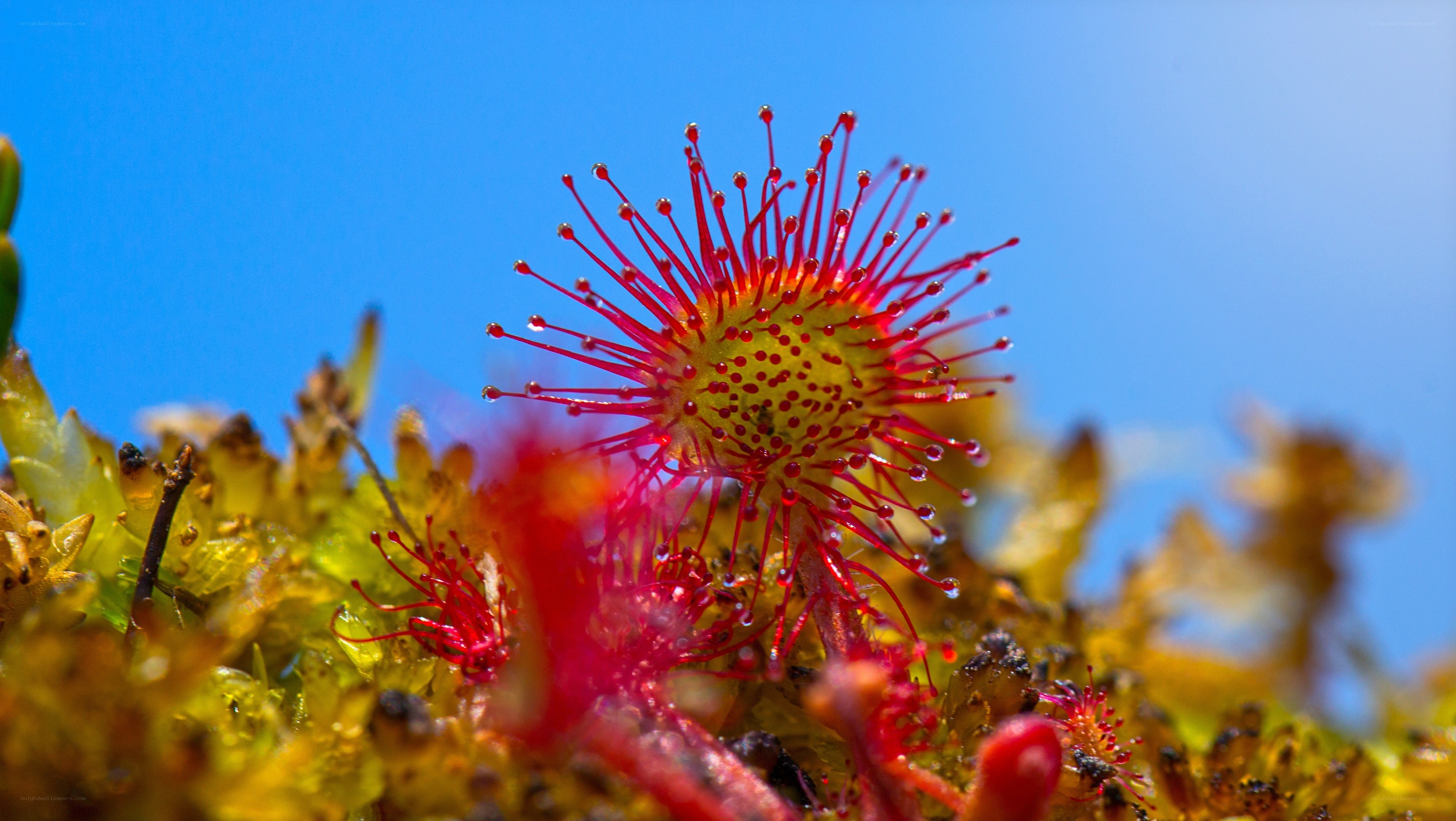 Drosera plant with dewy tentacles