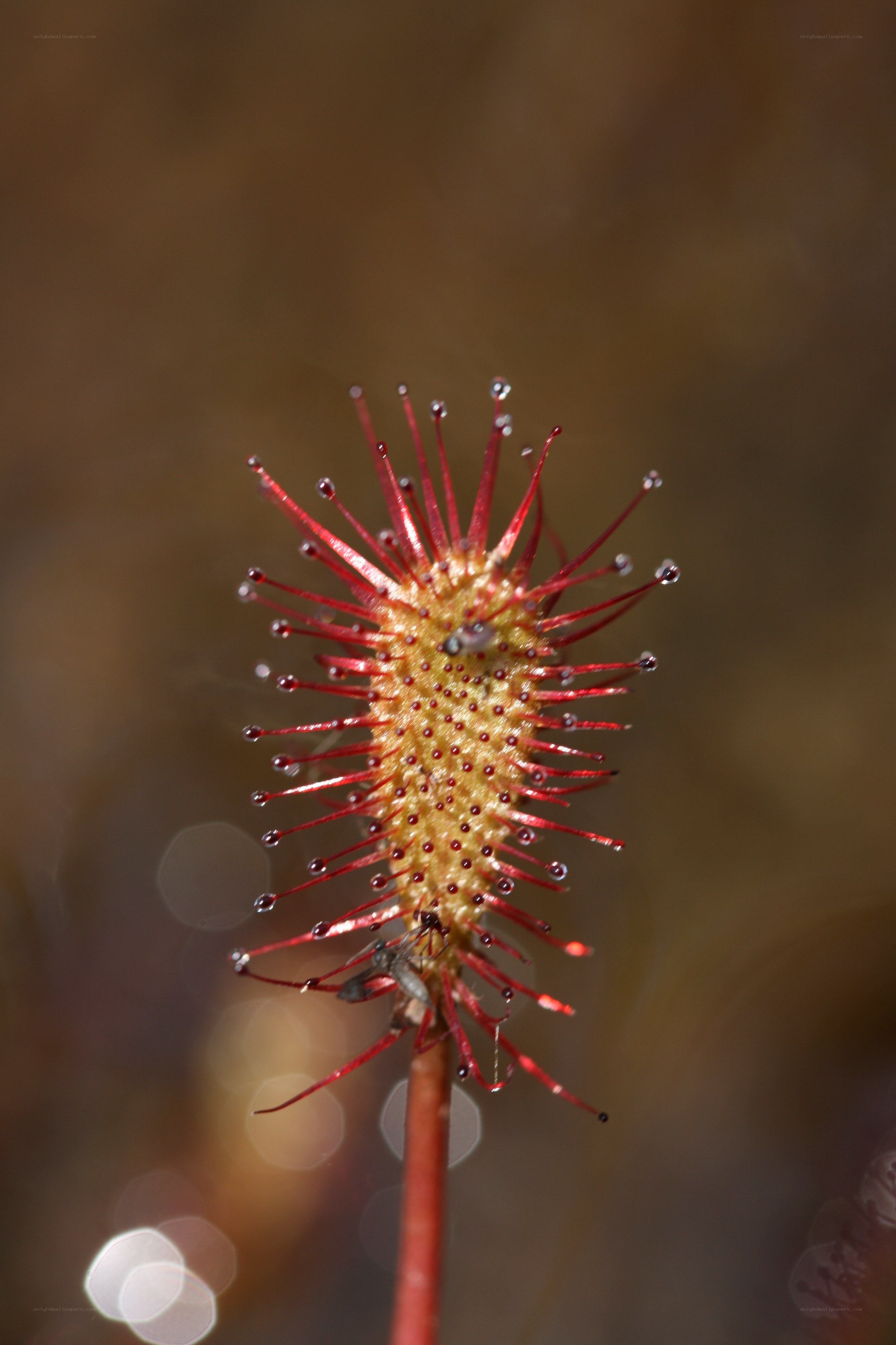Drosera plant with trapped insect