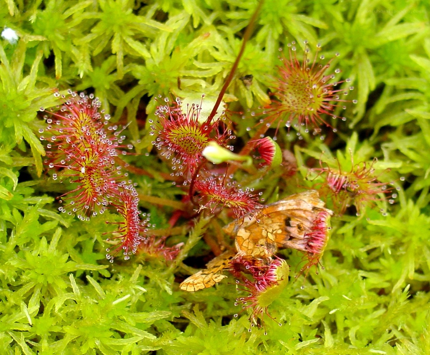 Drosera plants in moss