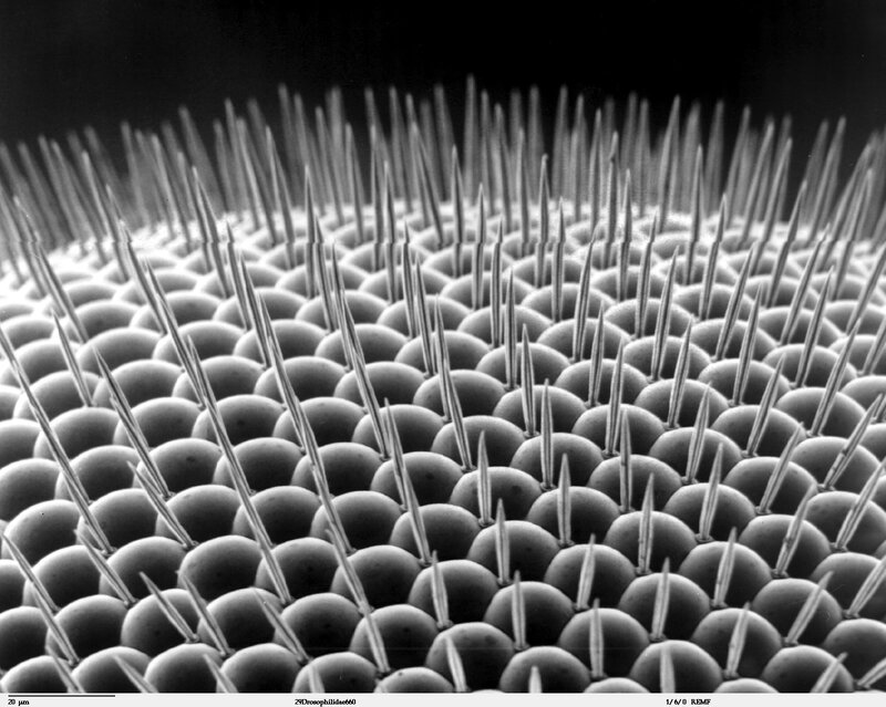 Drosophila eye structure