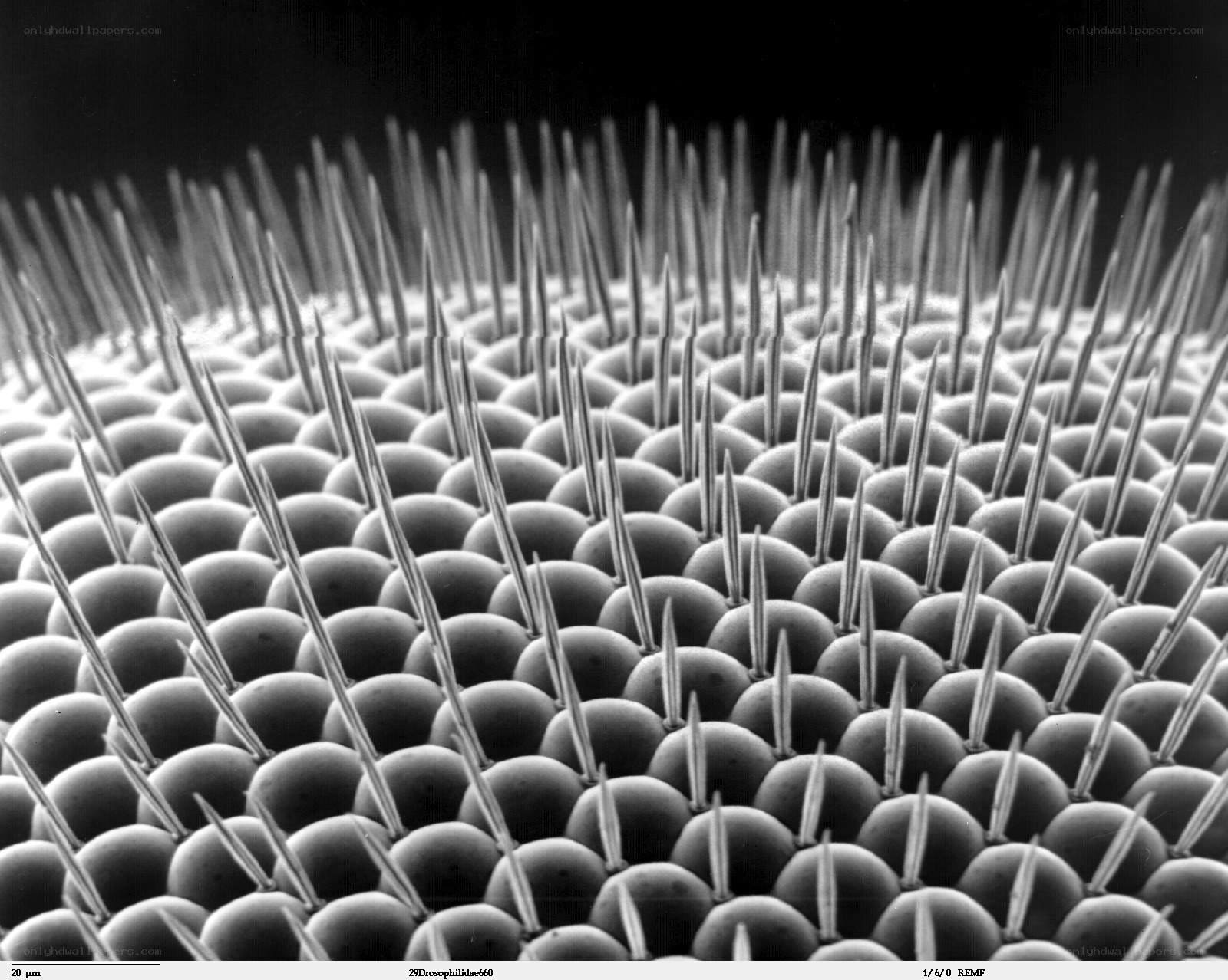 Drosophila eye structure