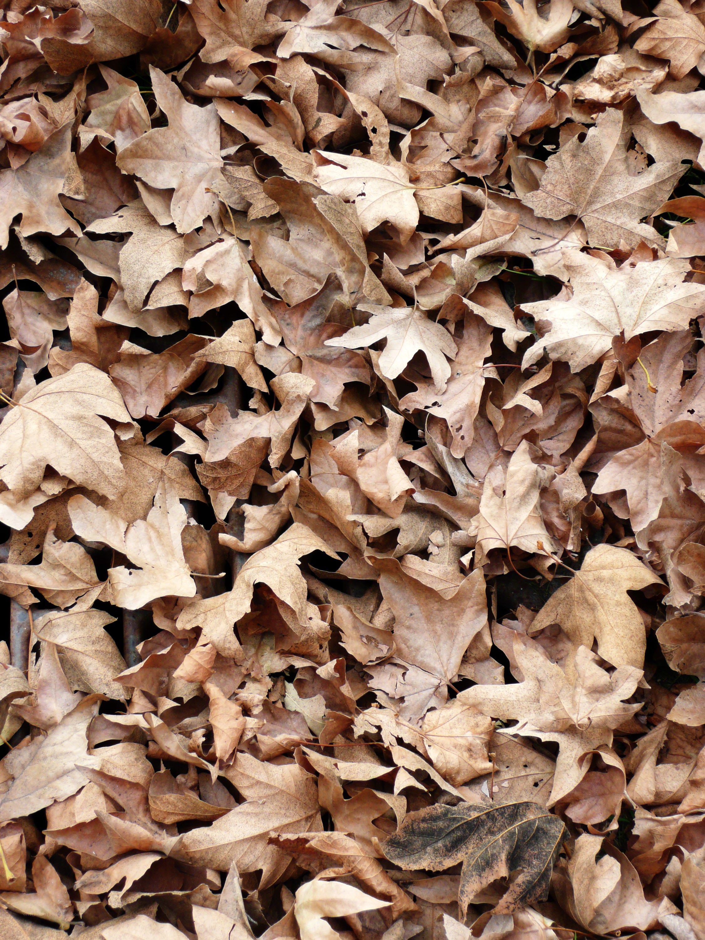 dry autumn leaves on ground