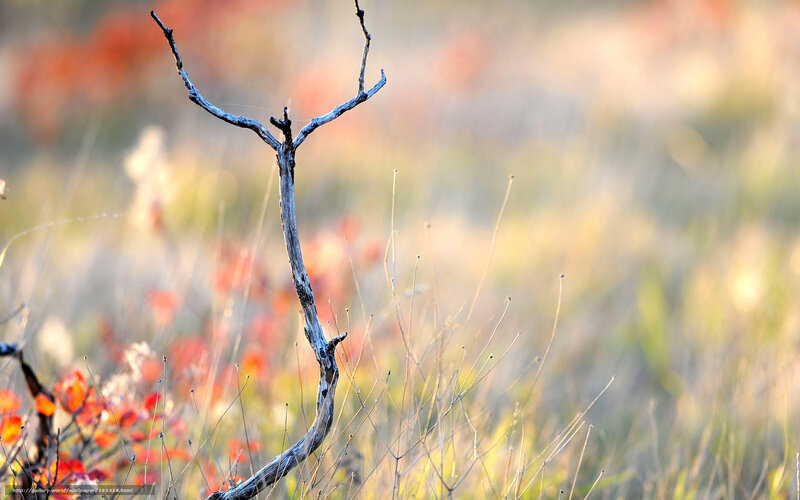 Dry branch in autumn field