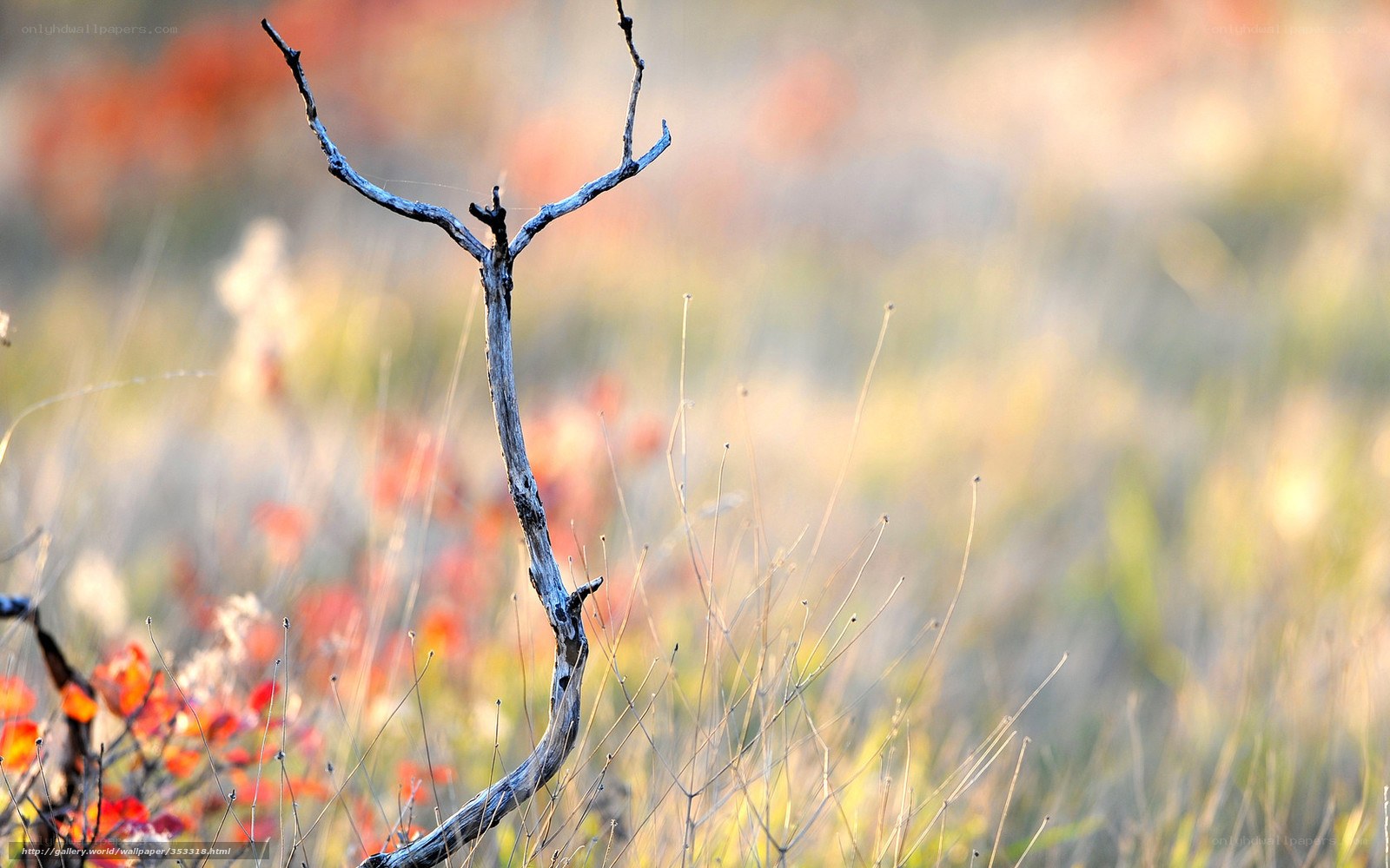 Dry branch in autumn field
