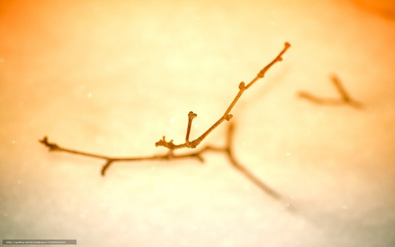 Dry Branch in Snow