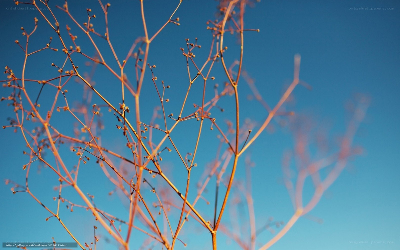 Dry branches against blue sky