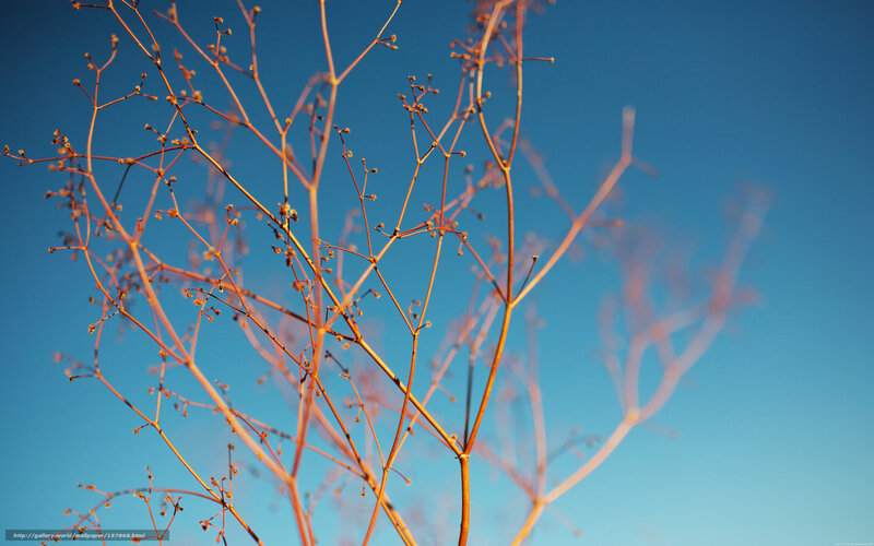 Dry branches against blue sky