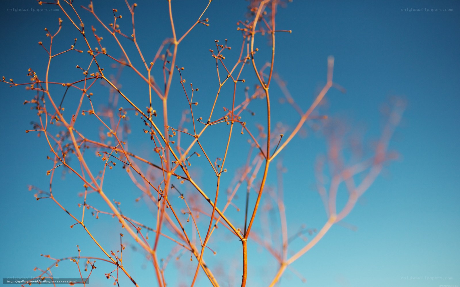Dry branches against blue sky