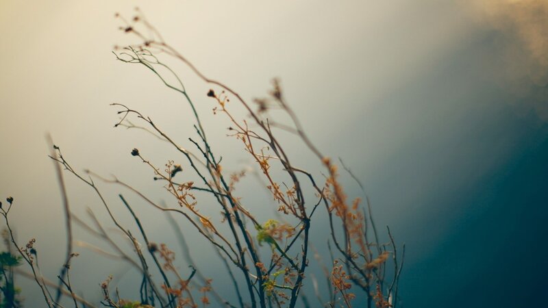 dry branches in misty light