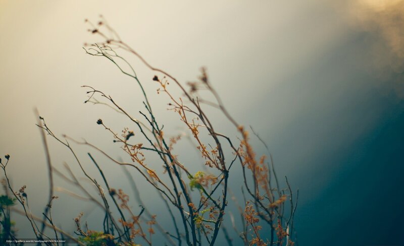 Dry branches in soft light