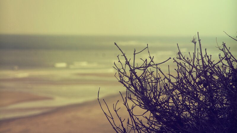 Dry Branches on Beach