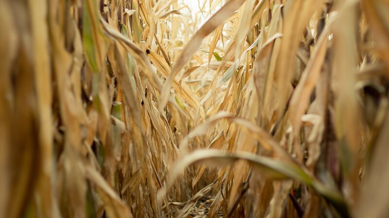 dry cornfield in autumn