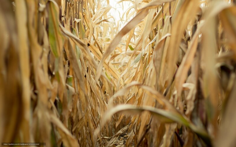 dry cornfield path