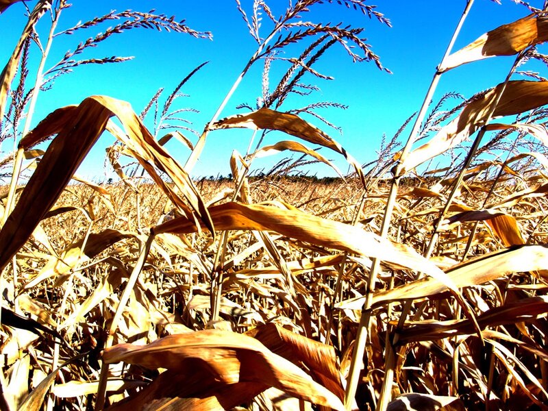 Dry cornfield under blue sky