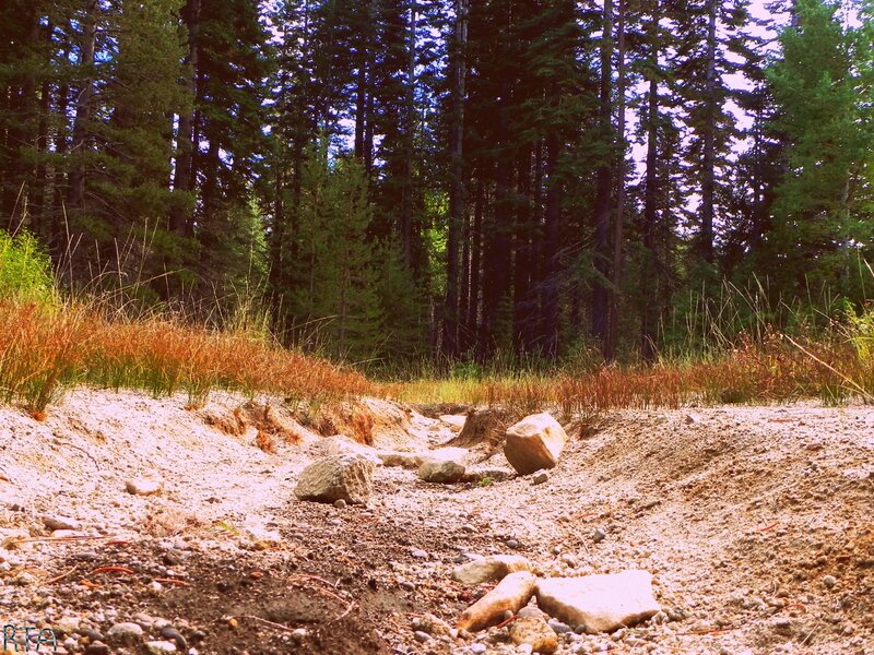Dry Creek Bed in Forest
