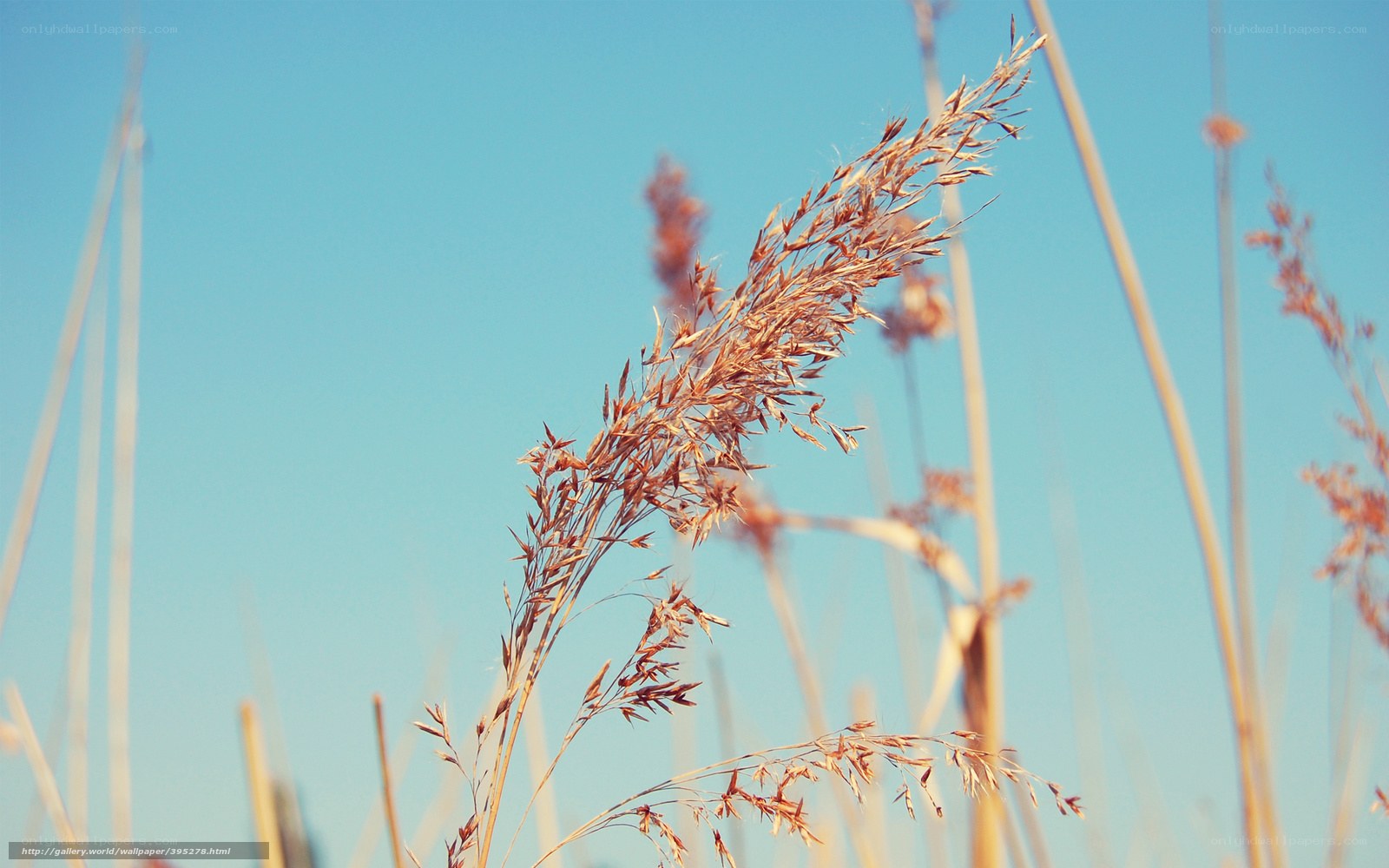 Dry grass against blue sky