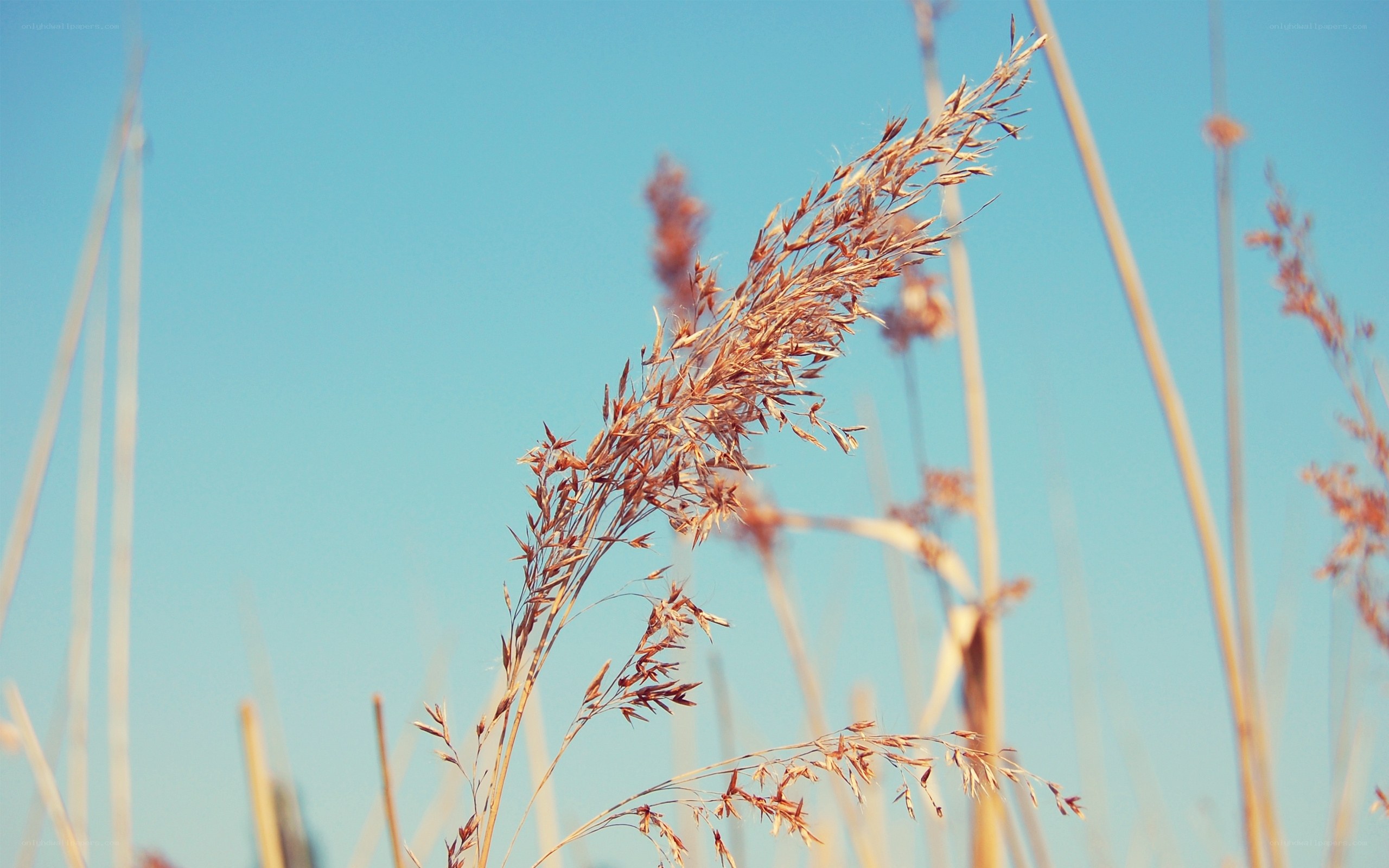 Dry grass against blue sky