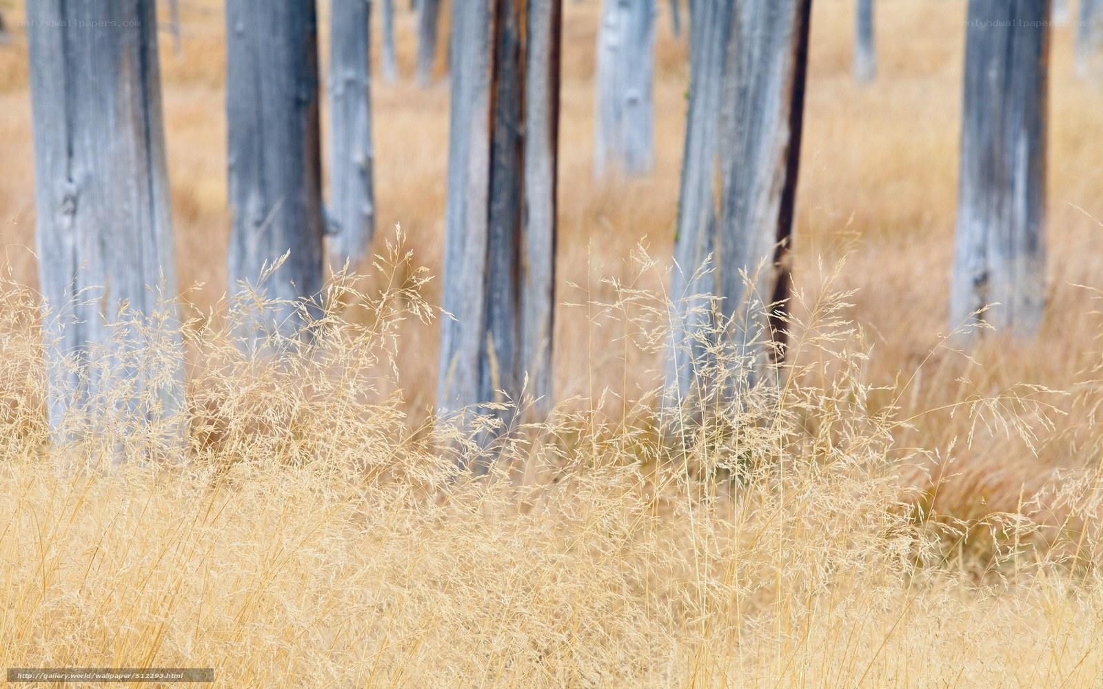 Dry grass and wooden posts