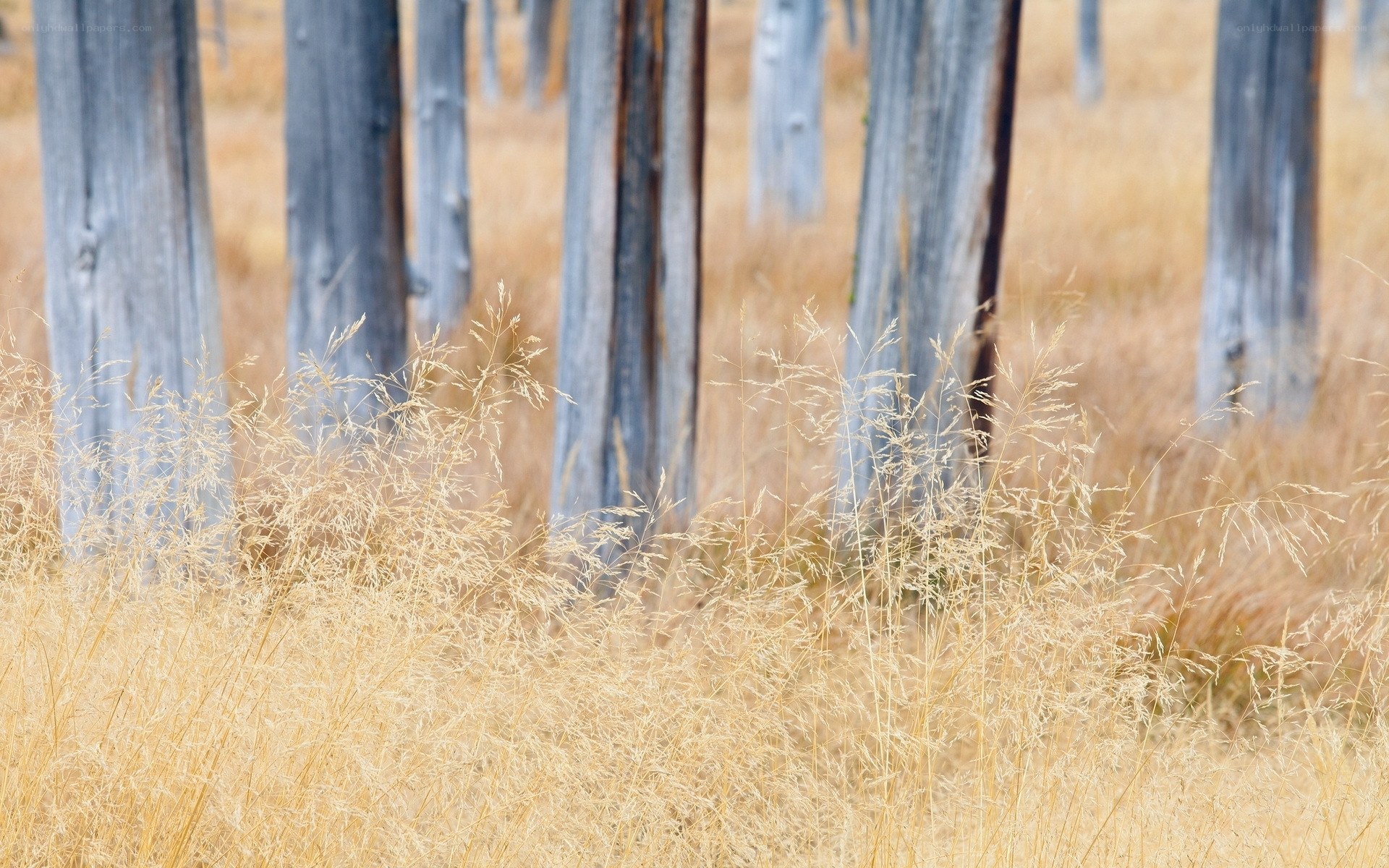 Dry grass and wooden posts