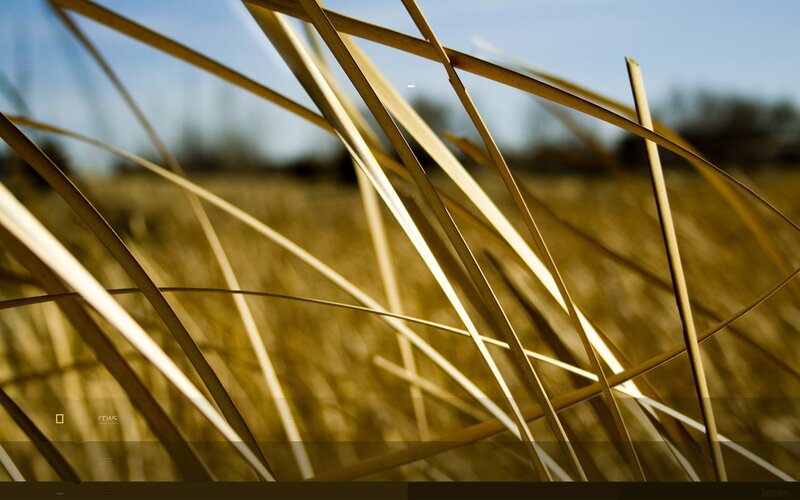 Dry Grass Blades — Yellow, Serene