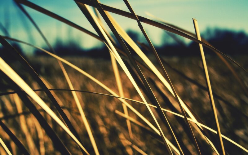 Dry Grass Blades — Yellow