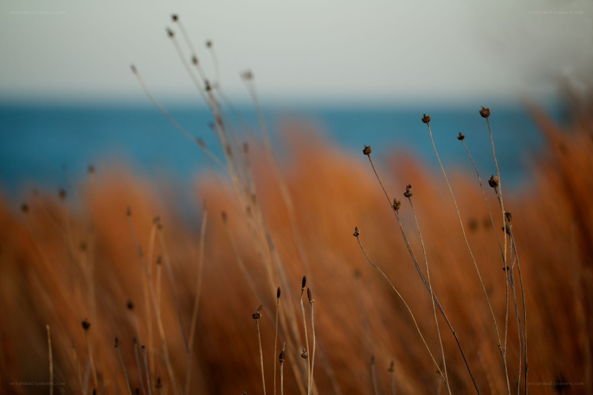 Dry grass by the sea