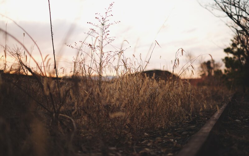 Dry Grass by Train Tracks