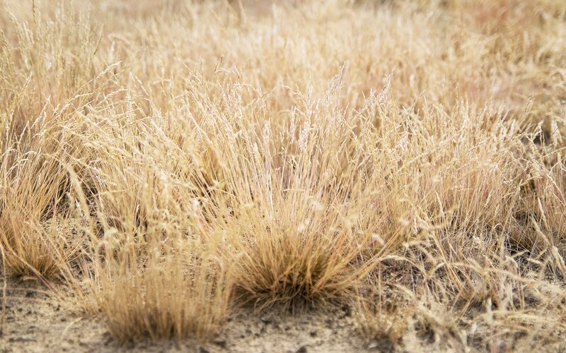 Dry Grass Clumps