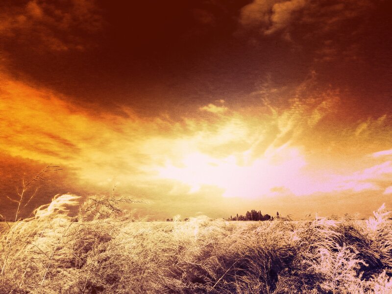Dry Grass Field — Orange