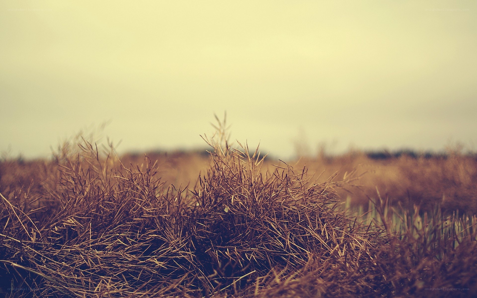 dry grass in a field