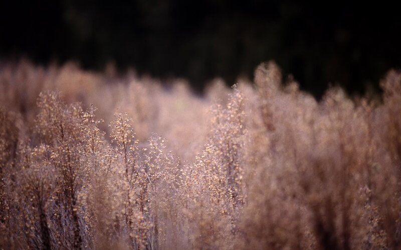 dry grass in a field
